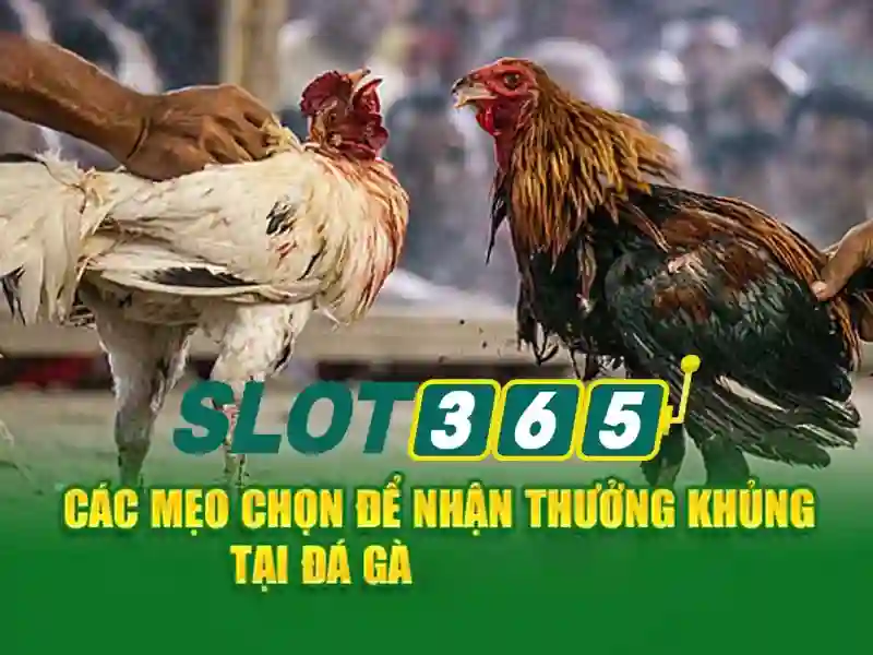 khuyến mãi Slot365 – Chủ đề và Giá trị Cốt lõi
