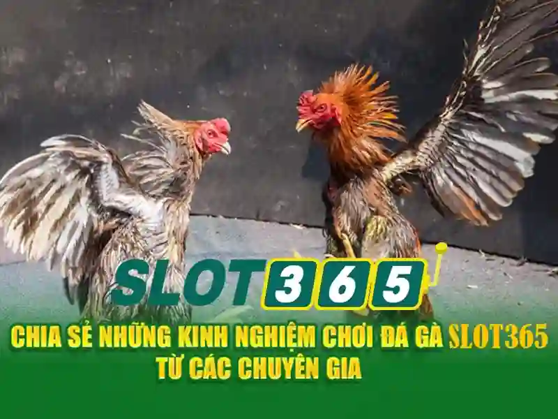 Sản phẩm và dịch vụ cốt lõi: ứng dụng thực tế của khuyến mãi Slot365