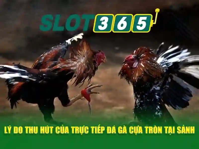 slot365 đăng nhập – trải nghiệm đỉnh cao cùng asia slot365