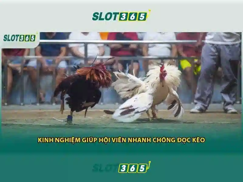 Slot365 là gì và tại sao nên trải nghiệm