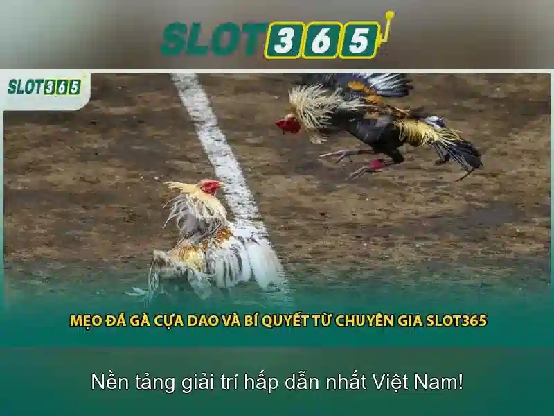 Slot365 là gì?